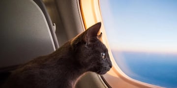 Cómo viajar con tu mascota en avión