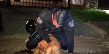 La División Brigada de Canes trasladaron al animal hasta el IMUSA