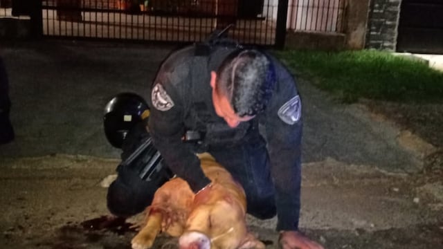 La División Brigada de Canes trasladaron al animal hasta el IMUSA