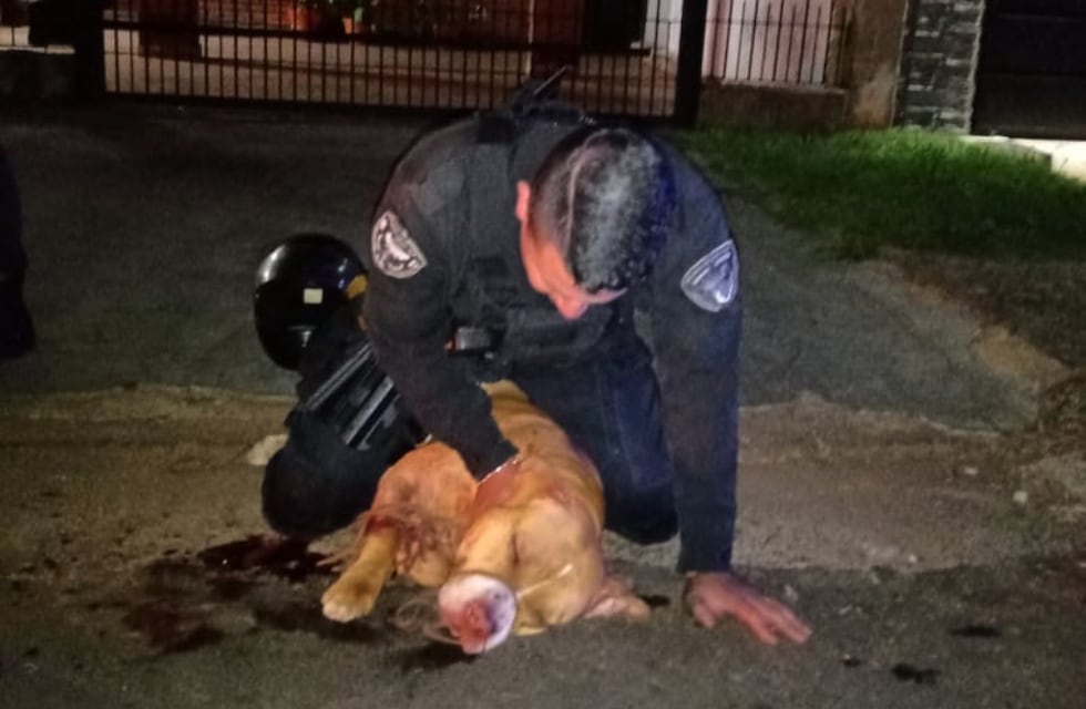 Un pitbull atacó a un hombre y lesionó a dos policías que intercedieron en el hecho