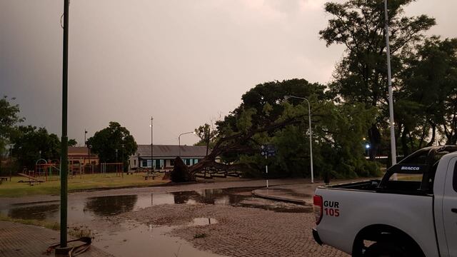 Árbol caído en calle Francia, frente a la calesita