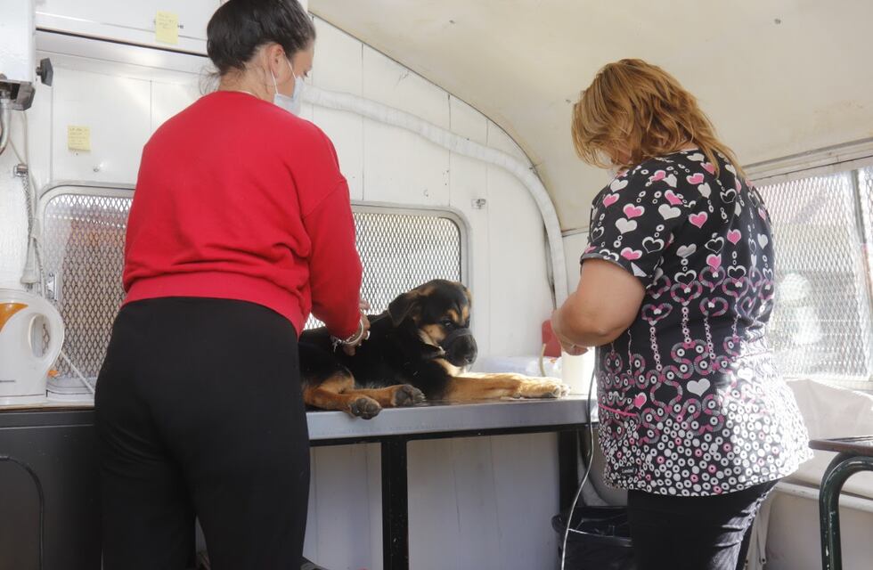 Campaña de castraciones para perros y gatos en Carlos Paz: las recomendaciones a tener en cuenta