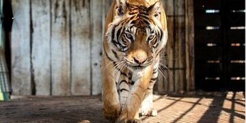 Cómo están los Tigres del tren de San Luis en su nuevo hogar.