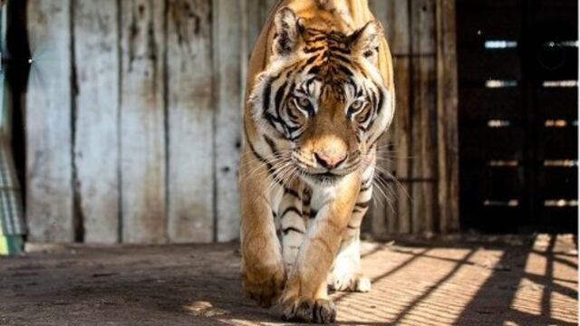 Tigres del tren de San Luis.