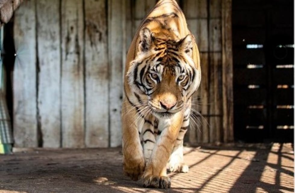 Los héroes: una argentina entre los rescatistas de los tigres de San Luis
