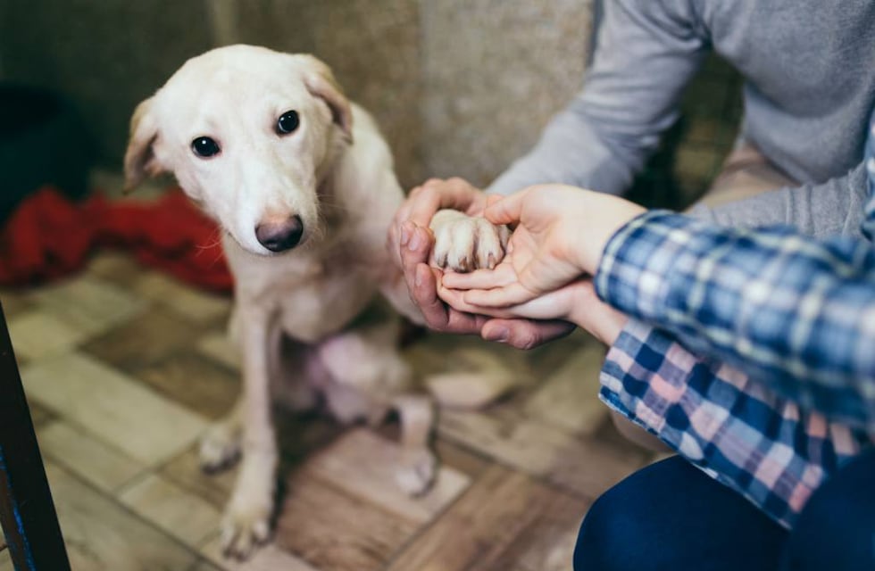 Proteccionistas independientes se movilizarán contra el maltrato animal en la ciudad