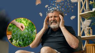 La hierba que mejora el sueño y es ideal para el estrés.