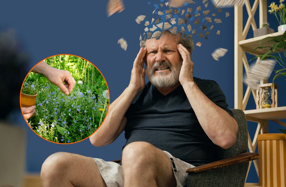 Esta es la hierba que reduce los síntomas del Alzheimer: mejora el sueño y es ideal para el estrés