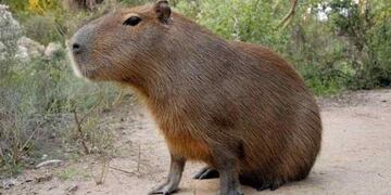 Apareció un carpincho en un entrenamiento de futbol en Formosa (imagen ilustrativa).