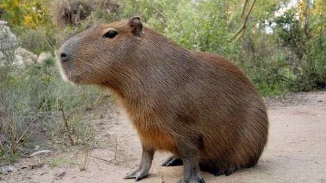 Apareció un carpincho en un entrenamiento de futbol en Formosa (imagen ilustrativa).