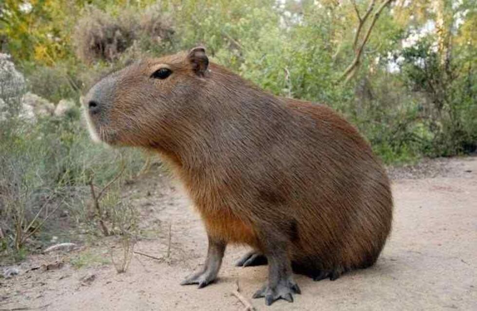 Jugaban al fútbol en una cancha de Formosa y fueron sorprendidos por un carpincho