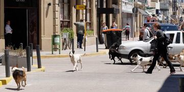 Perros sueltos (La Voz).