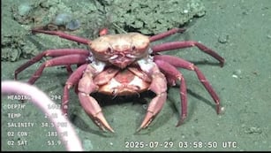 Las especies registradas en la expedición del CONICET