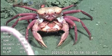 Las especies registradas en la expedición del CONICET