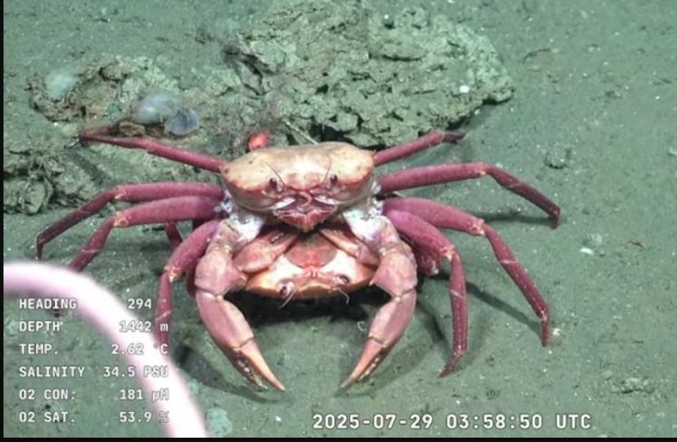 Expedición histórica: el CONICET explora el fondo del mar y registra especies nunca vistas