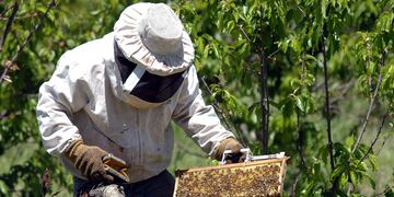 Ahora, el joven busca las abejas casa por casa para fortalecerlas y luego llevarlas al campo. (Foto ilustrativa / Patricio Caneo)