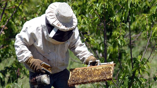 Ahora, el joven busca las abejas casa por casa para fortalecerlas y luego llevarlas al campo. (Foto ilustrativa / Patricio Caneo)