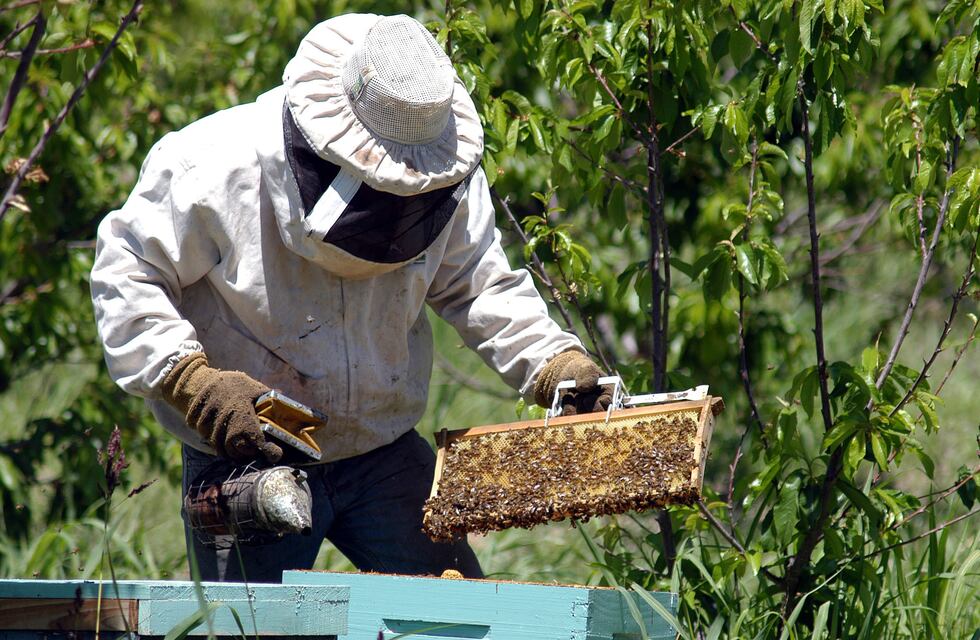 Efecto de los incendios en Córdoba: un apicultor busca abejas casa por casa