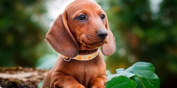 Estas son las razas de perros que son más abandonadas.