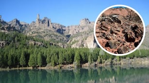 Declaran Patrimonio Cultural e Histórico un bosque con árboles de 90.000.000 años.