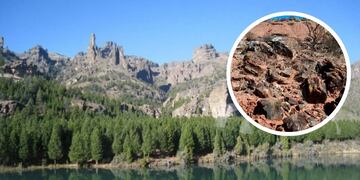 Declaran Patrimonio Cultural e Histórico un bosque con árboles de 90.000.000 años.
