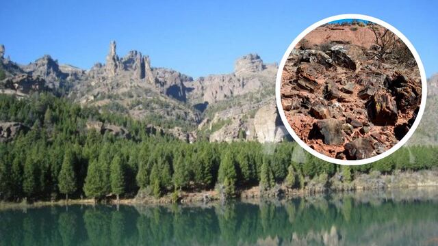 Declaran Patrimonio Cultural e Histórico un bosque con árboles de 90.000.000 años.