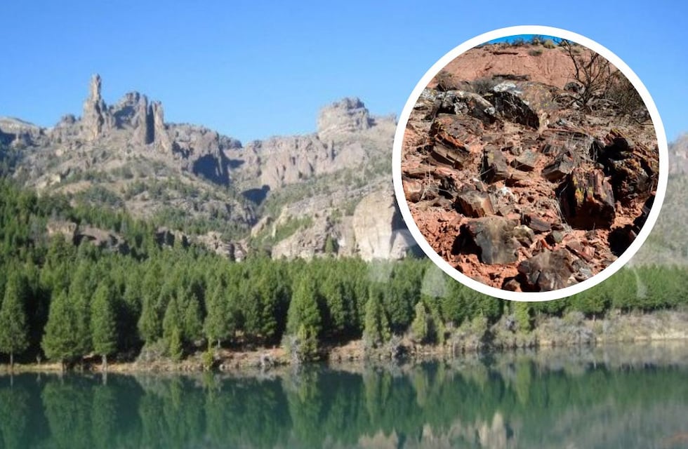Un bosque de Neuquén con árboles pertenecientes al período de los dinosauros fue declarado Patrimonio Cultural e Histórico