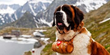 El principal pedido es no usar a los perros raza san bernardo para las fotografías turísticas.