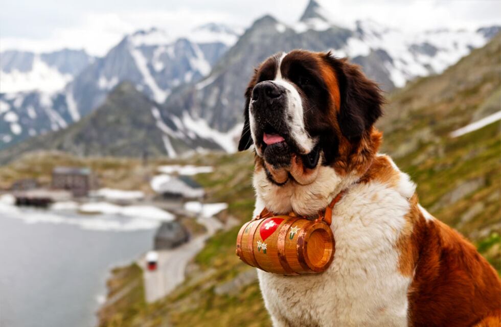 Una empresa turística de Río Negro creó una campaña contra la explotación animal