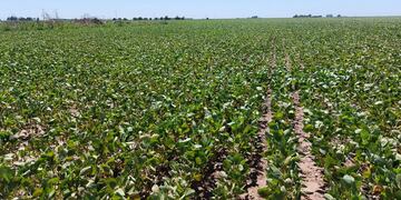 El 25% de las divisas que se exporten serán de libre disponibilidad. Foto: La Voz.