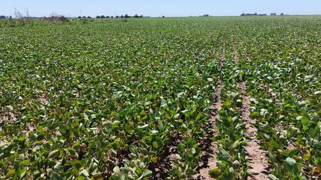 El 25% de las divisas que se exporten serán de libre disponibilidad. Foto: La Voz.