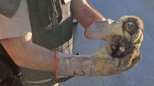 Rescataron un mono tití en Córdoba. Lo tenían como atracción en un salón de fiestas.