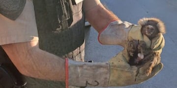 Rescataron un mono tití en Córdoba. Lo tenían como atracción en un salón de fiestas.