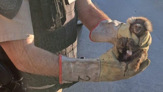 Rescataron un mono tití en Córdoba. Lo tenían como atracción en un salón de fiestas.