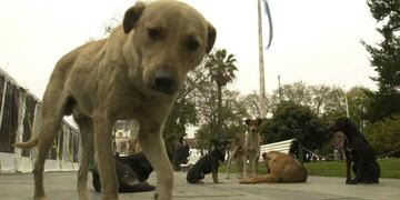 Un perro de la calle fue atacado con agua hirviendo en Baigorria (Imagen ilustrativa - Archivo/La Voz).