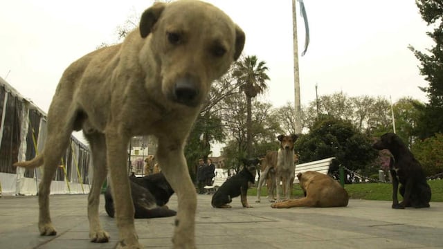 Un perro de la calle fue atacado con agua hirviendo en Baigorria (Imagen ilustrativa - Archivo/La Voz).