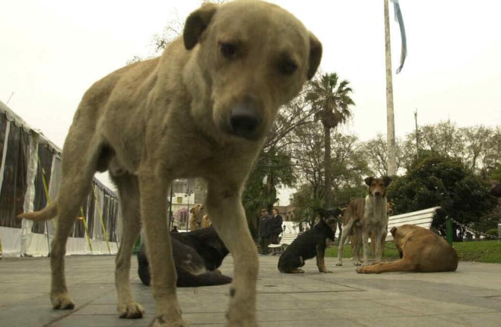 Indignación en Río Cuarto: mató a un perro callejero de una patada