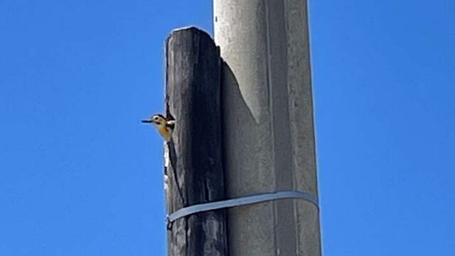 Ingenio. Para salvar el nido de un pájaro carpintero en un barrio de Ucacha (Gentileza).