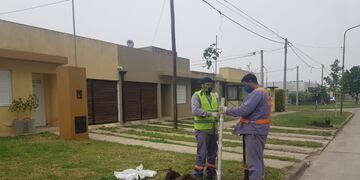 “Quiero un árbol en mi vereda”