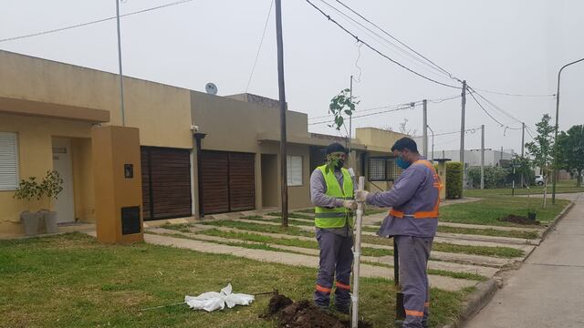 “Quiero un árbol en mi vereda”