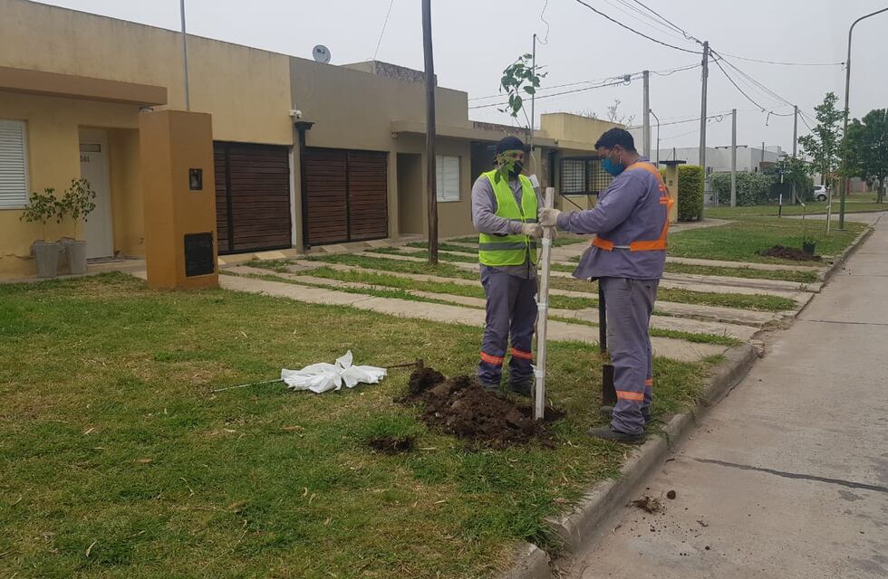 Ya pidieron 260 árboles