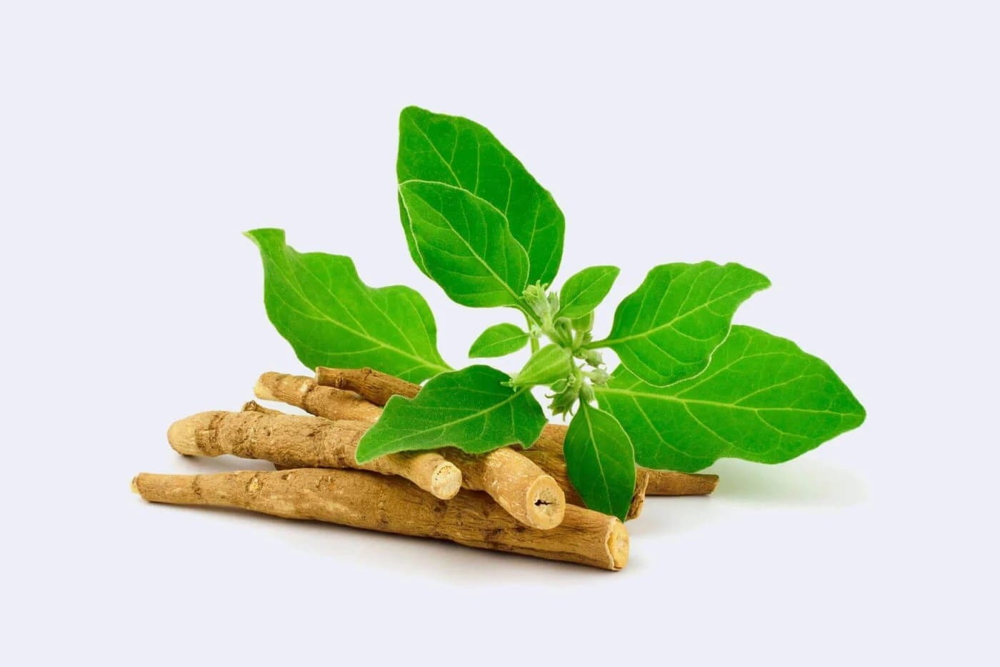 La ashwagandha, clave en este sistema tradicional.