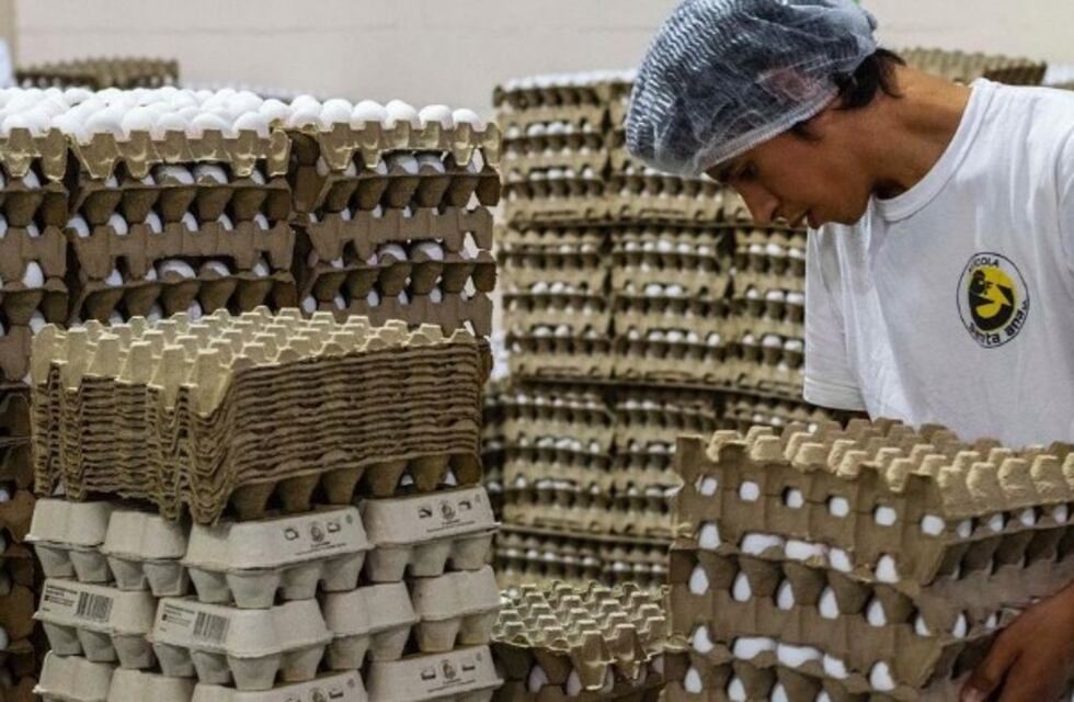 Ante la ausencia del SENASA, la Avícola Santa Ana realizó su propio testeo para retomar la producción