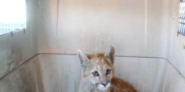 El dueño de un campo encontró un cachorro de puma que estaba en muy mal estado en un campo en Las Paredes.
