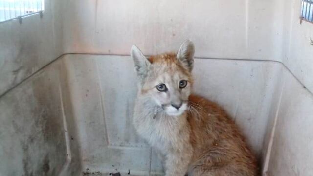 El dueño de un campo encontró un cachorro de puma que estaba en muy mal estado en un campo en Las Paredes.