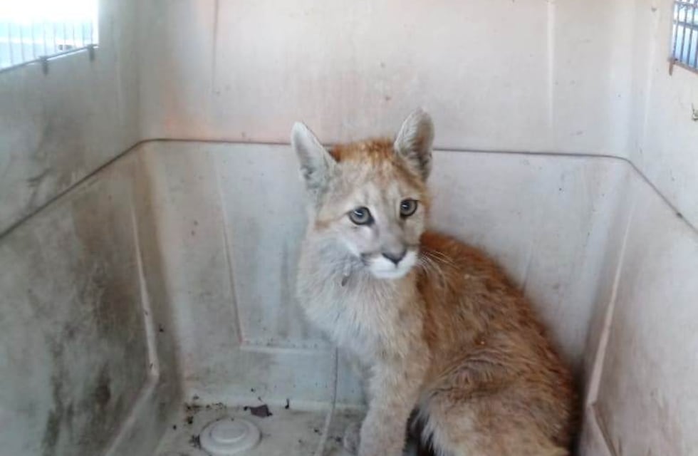 Rescataron un puma cachorro y lo enviaron al Ecoparque en Mendoza