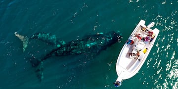 Electra, la ballena franca austral, fue monitoreada durante todo su viaje migratorio.