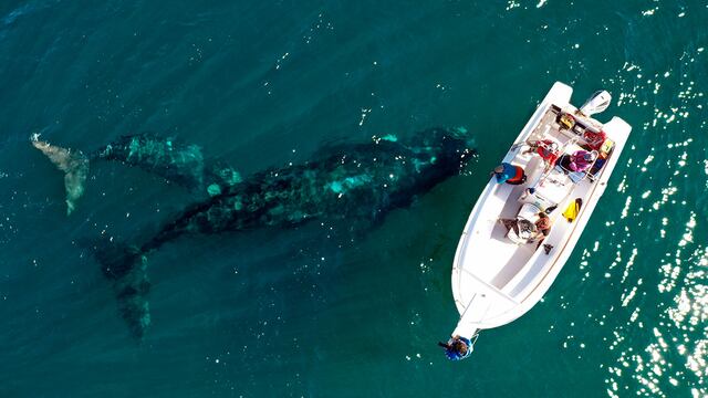 Electra, la ballena franca austral, fue monitoreada durante todo su viaje migratorio.