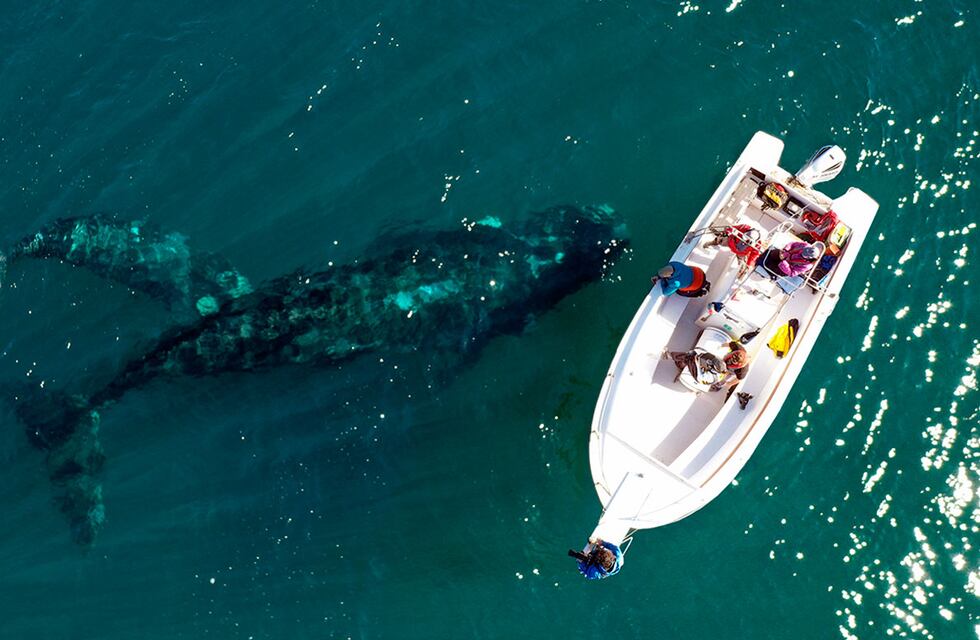 Chubut: registraron, por primera vez, el recorrido migratorio completo de Electra, una ballena franca austral