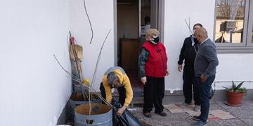 Entregan variedades de fresnos o moras híbridas, sin cargo, para que el vecino vuelva a forestar.